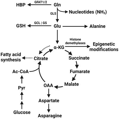 Differential glutamine metabolism in the tumor microenvironment – studies in diversity and heterogeneity: A mini-review
